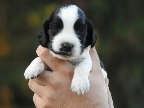 Cocker Spaniel Anglais 
                        Chiot d5162