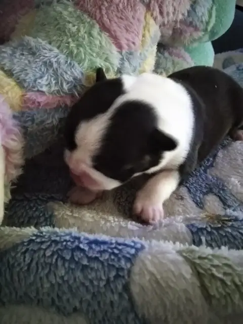 Boston Terrier  Chiot 1