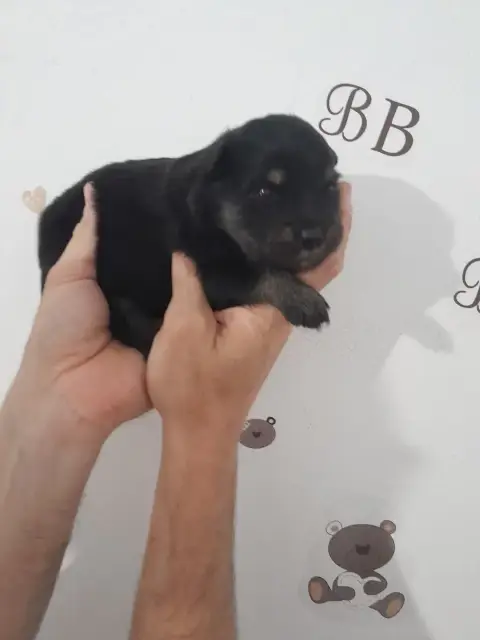 Chien Finnois De Laponie  Chiot N°4 Les Etoiles De Cl bb407