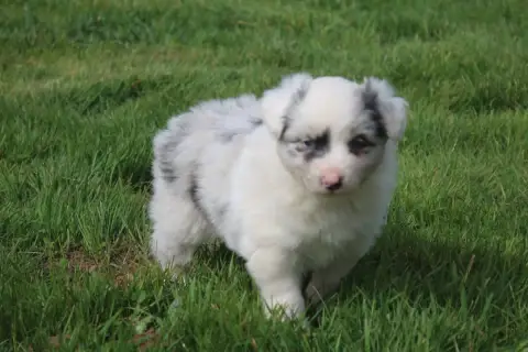 Berger Australien  Chiot N°8 Royal Fluffy