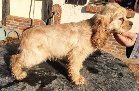 American Cocker Spaniel  Acanthe Du Trio Des Malous d5608