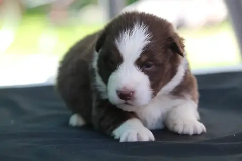 Berger Australien  Chiot N°1 De L'Orée Du Bois De La  ea964
