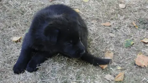 Berger Allemand  Chiot N°3 Du Glaive Noir