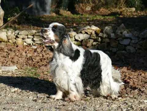 Cocker Spaniel Anglais photo 2