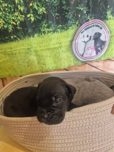 Cane Corso  Chiot N°3 Des Diamants Du Colisée Jcm photo 2