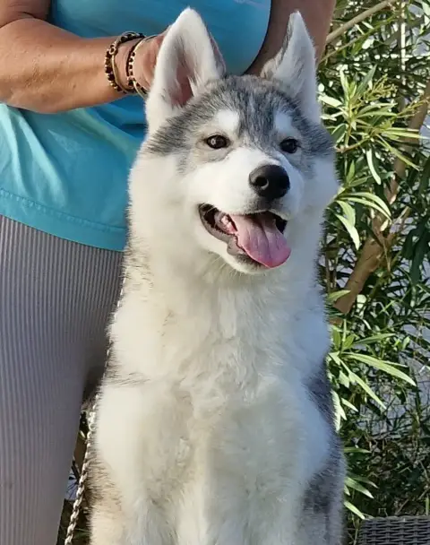 Siberian Husky  Another Love For Life Of Nashkaia