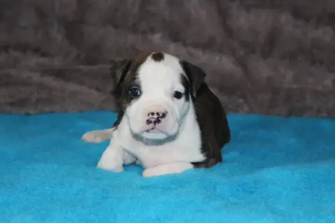 American Staffordshire Terrier  Varang -