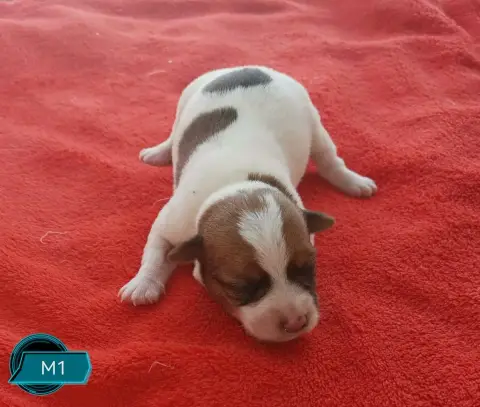 Jack Russell Terrier 
                        B... De b056e