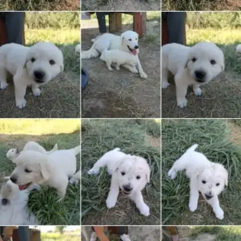 Chiot Berger De La Maremme Et Des Abruzzes