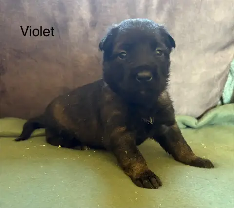 Berger Belge  Violet De La Dream Team Des Charbonheur 15b98