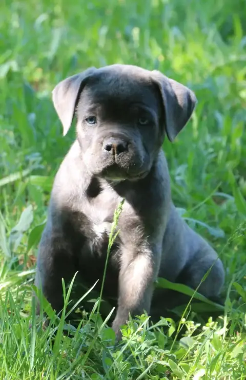 Cane Corso  Butch Dei Protettori Della Corona photo 2