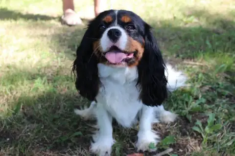 Cavalier King Charles Spaniel  Chiot N°2 De L'École D 9ed29 photo 2