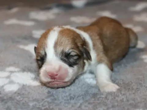Welsh Corgi Pembroke  Chiot N°3 Du Clos D'Arlequin photo 3