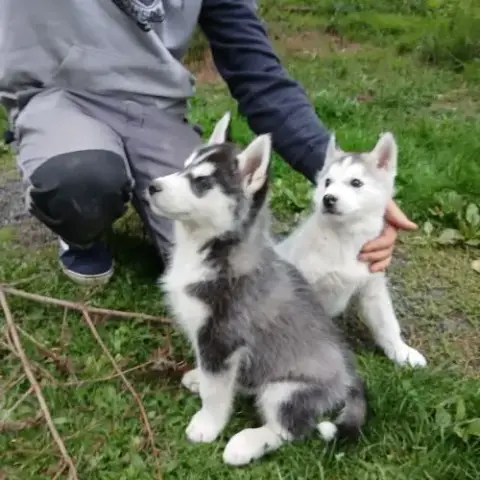 Chiots Lof Husky De Sibérie