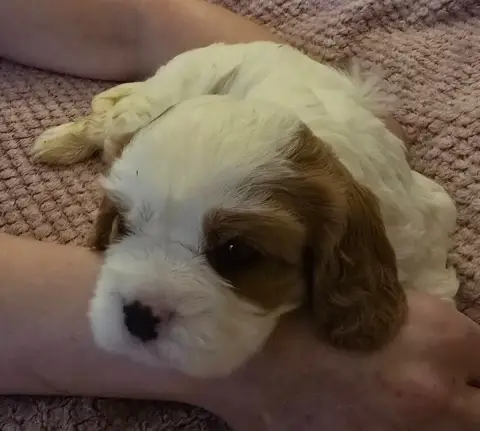 Cavalier King Charles Spaniel  Chiot N°1 Du Domaine D a90b5 photo 2