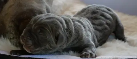 Cane Corso  Chiot 6 Des Monts D'Ardeche