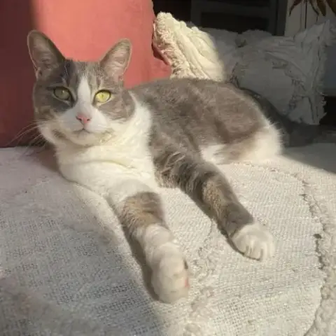 Notre Douce Mélie À L'Adoption