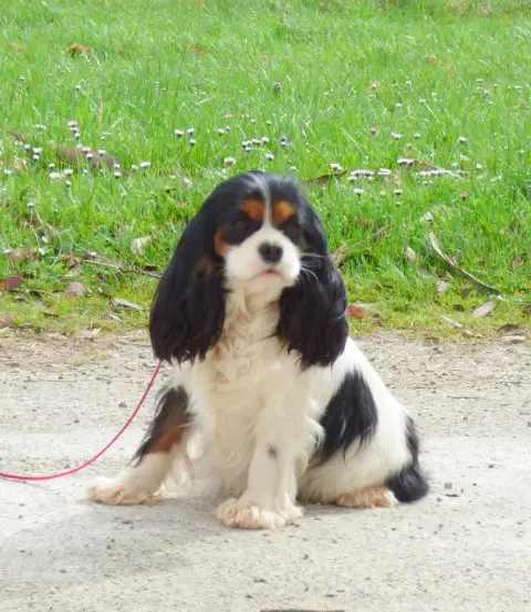 Cavalier King Charles Spaniel  Blenheim Du Domaine Du fef68 photo 3
