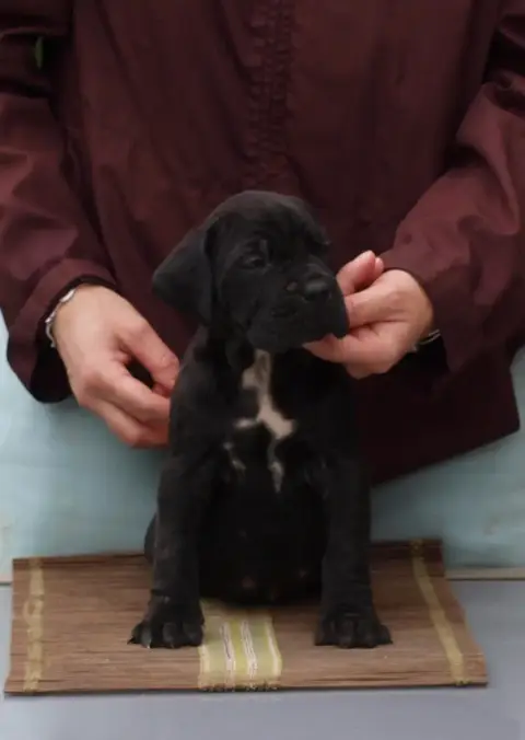 Cane Corso  Chiot N°3 From Russians Traditions