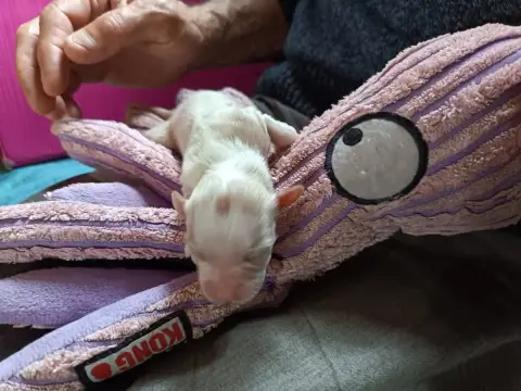 Bichon Havanais  Chiot N°3 Au Bonheur Des Canins