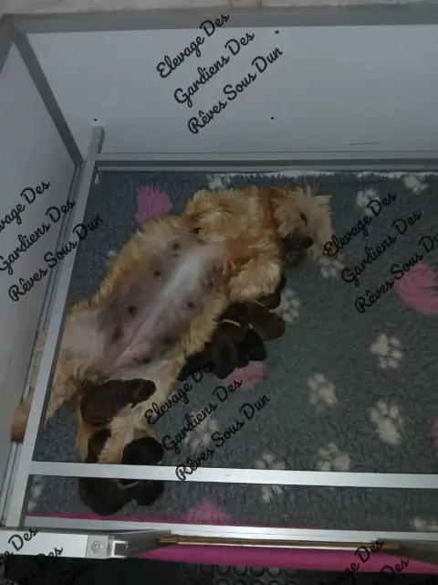 Lhassa Apso  Chiot 8 Des Gardiens Des Reves Sous Dun 61a99