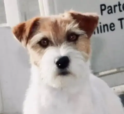 Jack Russell Terrier  Chiot N°1 Lacus Meduli photo 3