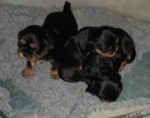 Cavalier King Charles Spaniel  Bambi Du Tison D'Argen 7f4a2 photo 2