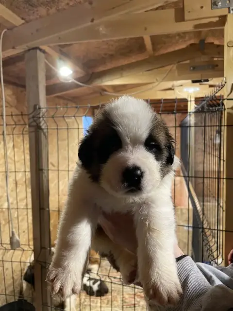 Chien Du Saint-