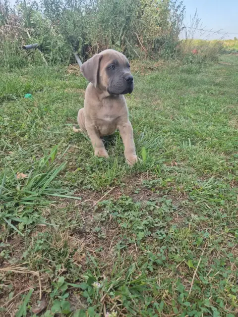 Cane Corso  Froment Collier Orange Des Diamants Du Co b6f21