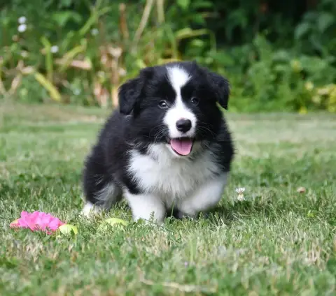 Border Collie 
                        Garçon 2 Of Pa 4cc89