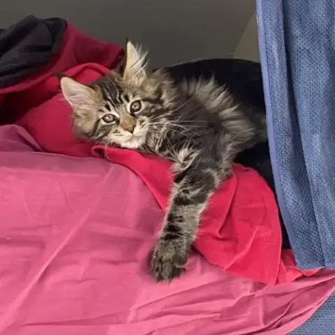 Arizona Main Coon