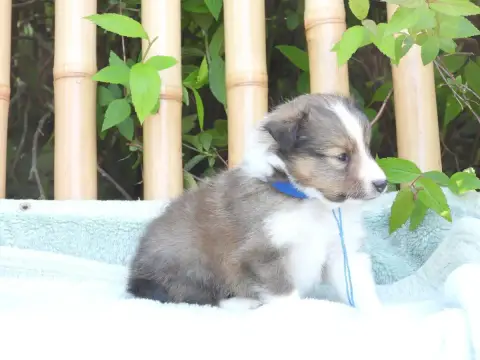Shetland Sheepdog  Chiot N°2 Du Sapin Vert photo 2