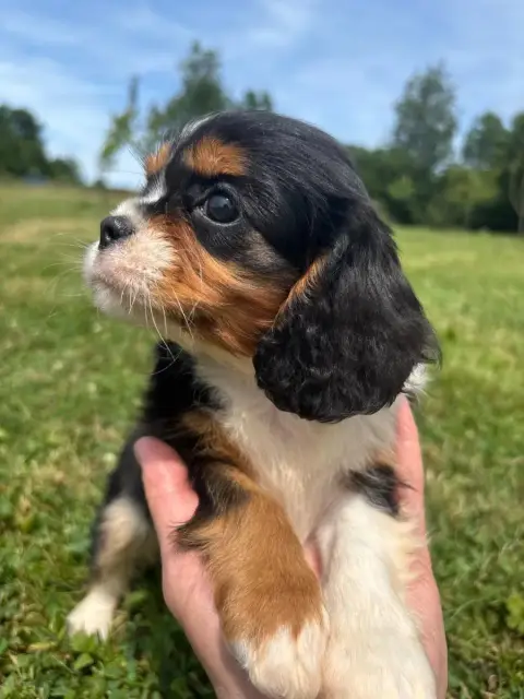 Cavalier King Charles Spaniel  B..... photo 2