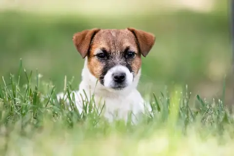 Jack Russell Terrier  Bubble Du Bois De Compiègne