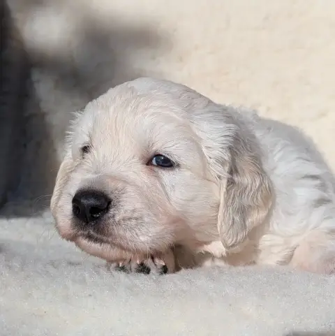 Golden Retriever  Bond De L'Esprit D'Oural photo 3