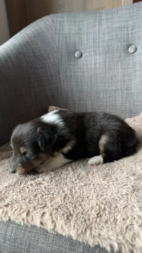 Shetland Sheepdog  Chiot N°2 Du Banc Des Hermelles photo 3