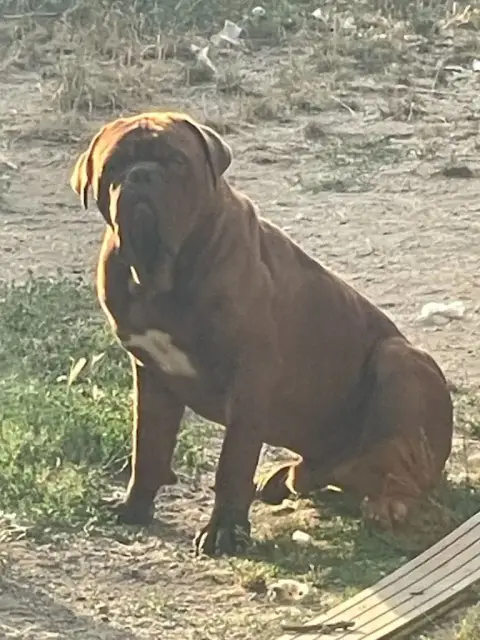 Dogue De Bordeaux  Bibi Des Gargans D'Or photo 2