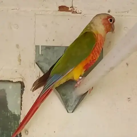 Conure