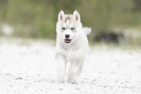 Siberian Husky  Becky Zorsky photo 2