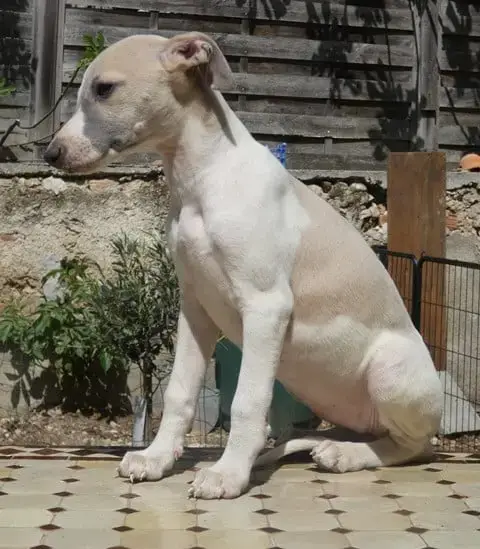 Whippet  Bb Love Du Castel Minervois photo 3