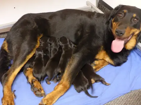 Berger De Beauce  Chiot 4 Du Royaume D'Elsa