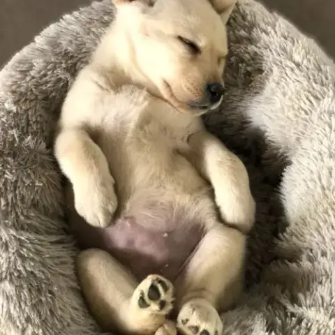 Vends Chiots Labrador Lof