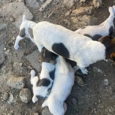 Chiots Jack X Labrit