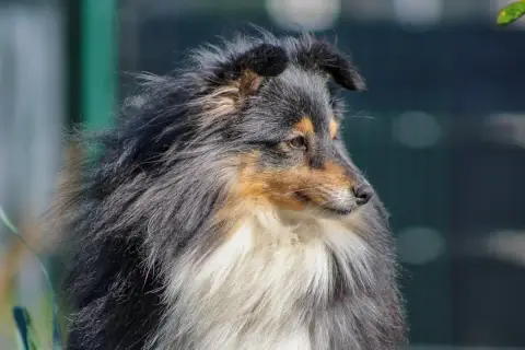 Shetland Sheepdog  Benjy Des Terres Celtes Enchantées 55c23 photo 3