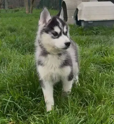 Siberian Husky  Arla Des Trois G