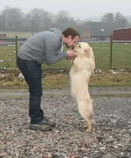 Golden Retriever photo 3