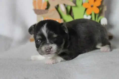 Chihuahua  Chiot N°2 Des Joyaux De La Sambre