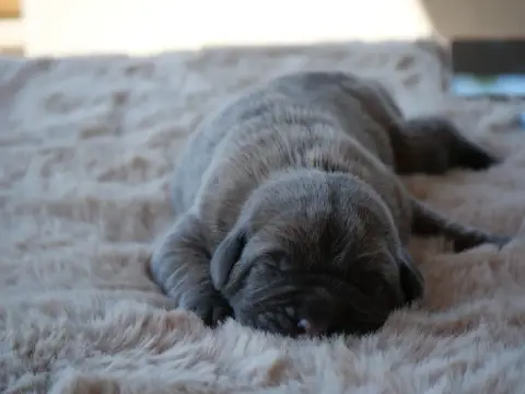 Cane Corso  Chiot 2 Des Monts D'Ardeche