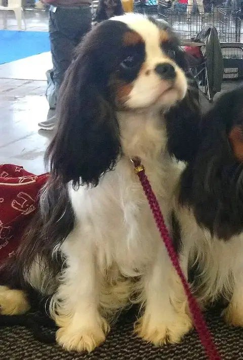 Cavalier King Charles Spaniel  B Du Mas De Dixie photo 3