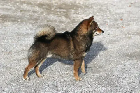 Shiba  Baiko De Trotapel photo 2